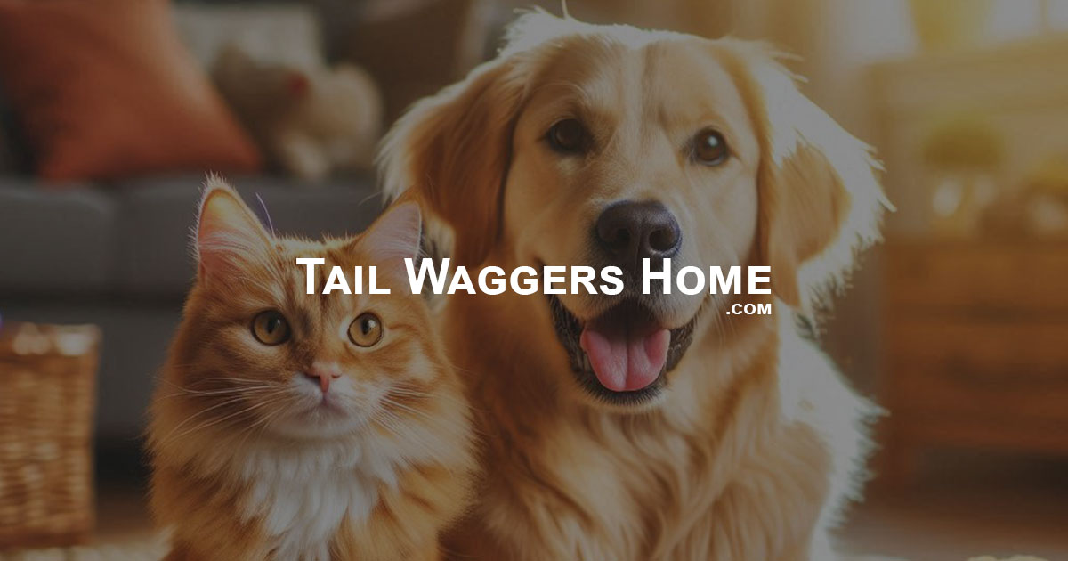 Maine Coon kittens & cats in Rio Rancho, New Mexico Catalog on