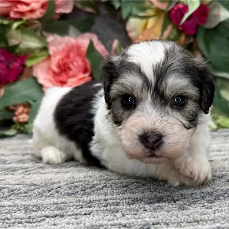 Norman | image 2
