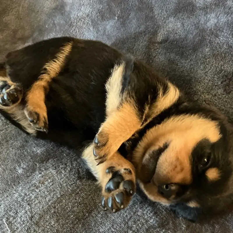 Gianna | image 2