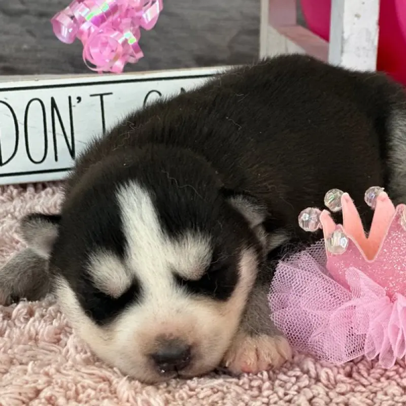 Doris | image 2