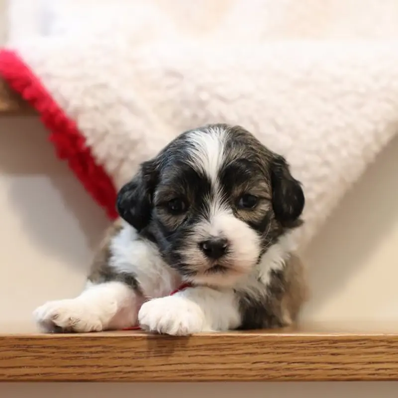 Cooper | image 1