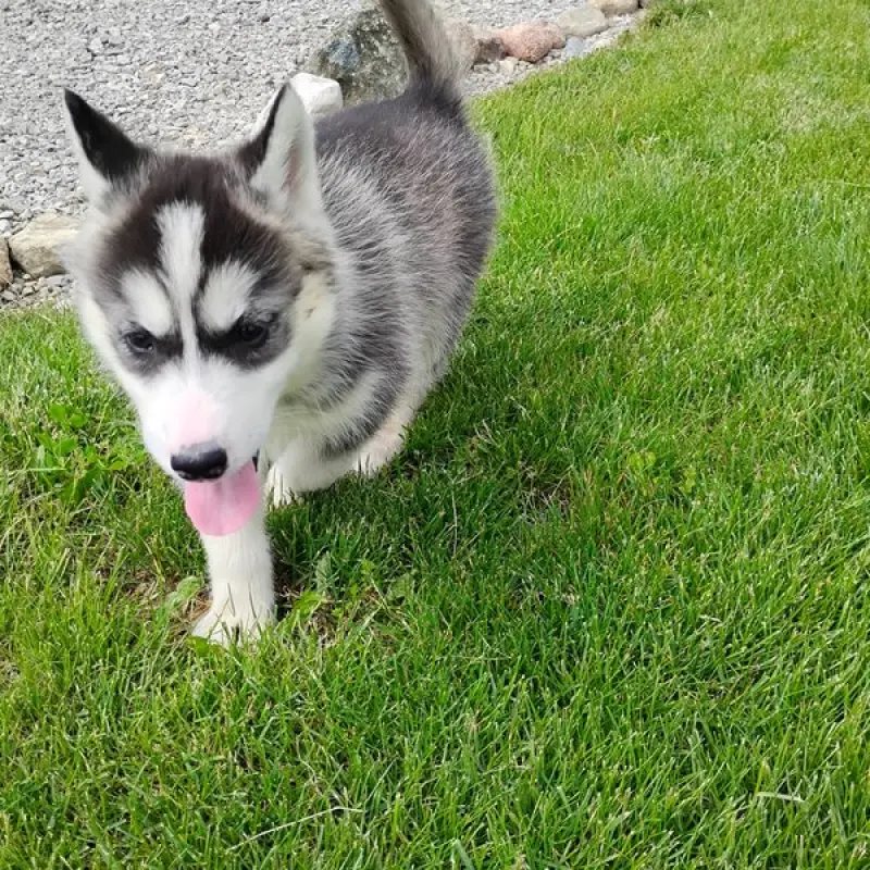 Bonnie | image 2