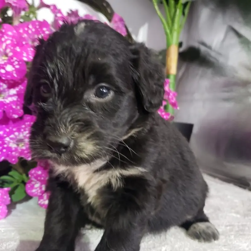 Layla | image 1