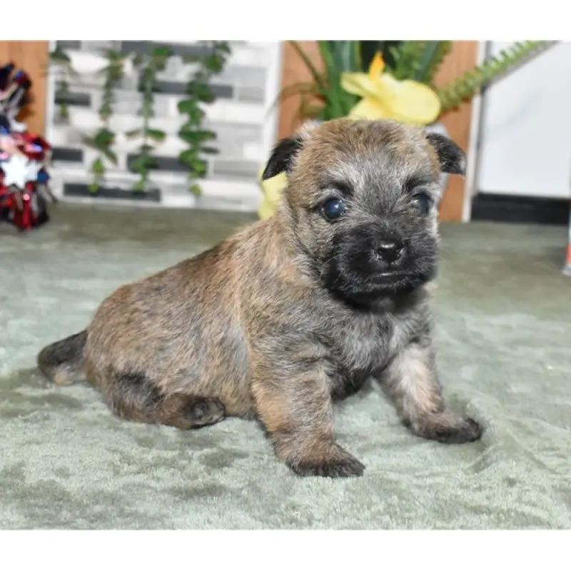 Freya | image 2