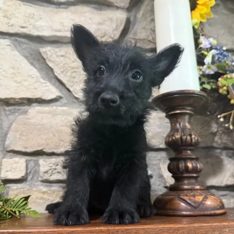 Angus | image 1