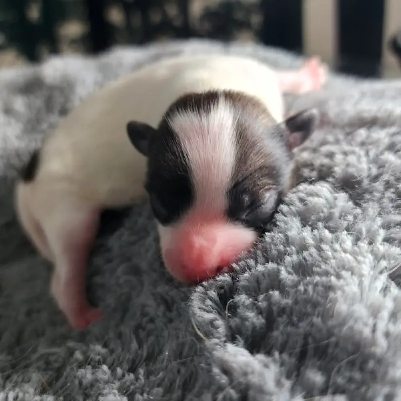Willow | image 2
