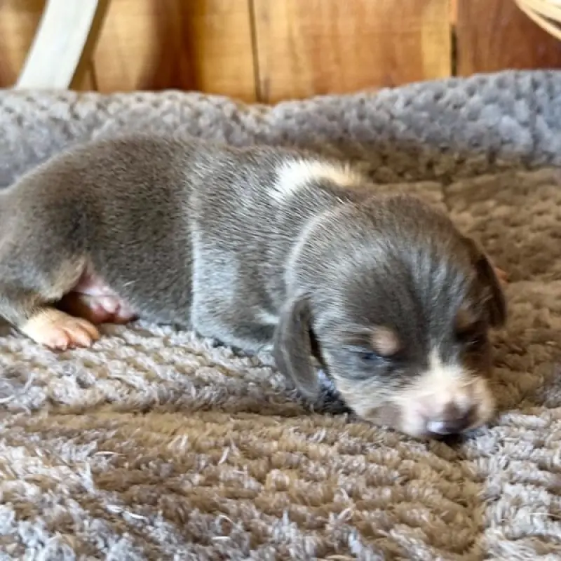 Elijah | image 2