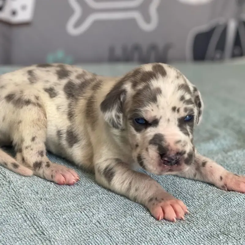 Amelia | image 1