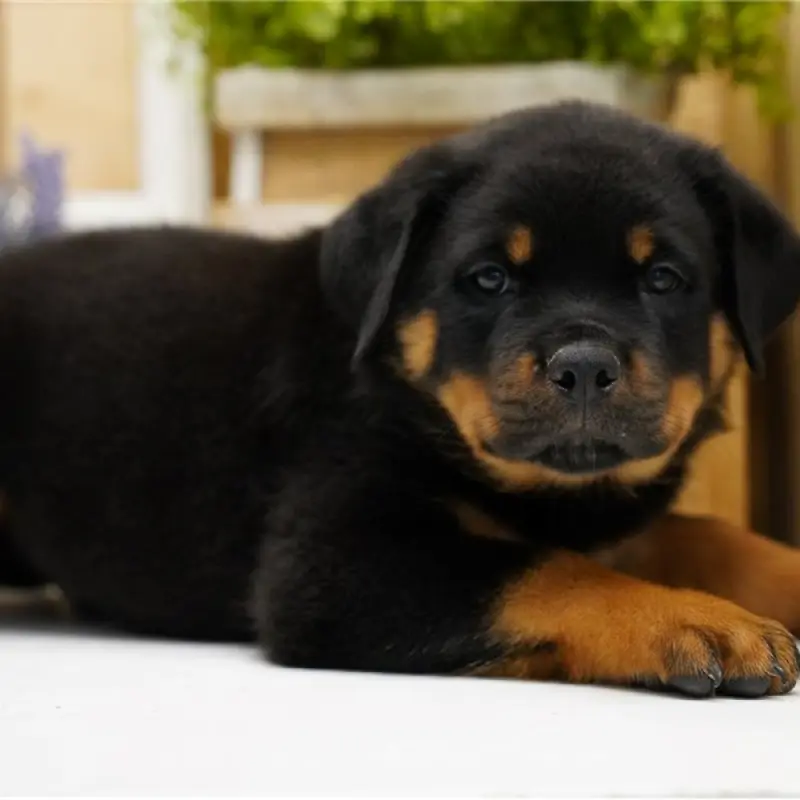 Karter | image 1