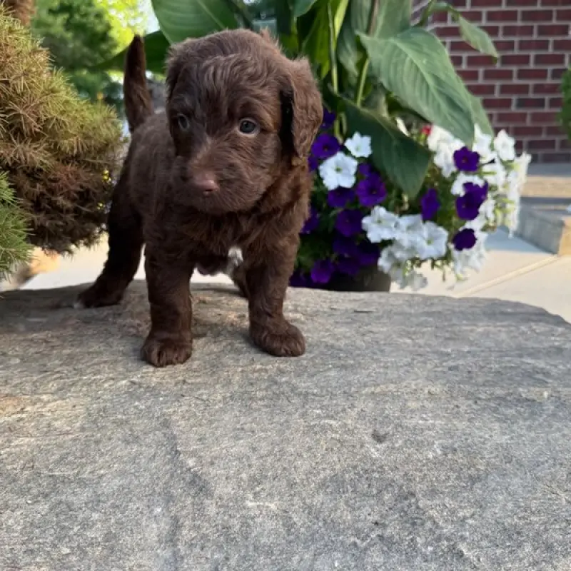Murdock | image 9