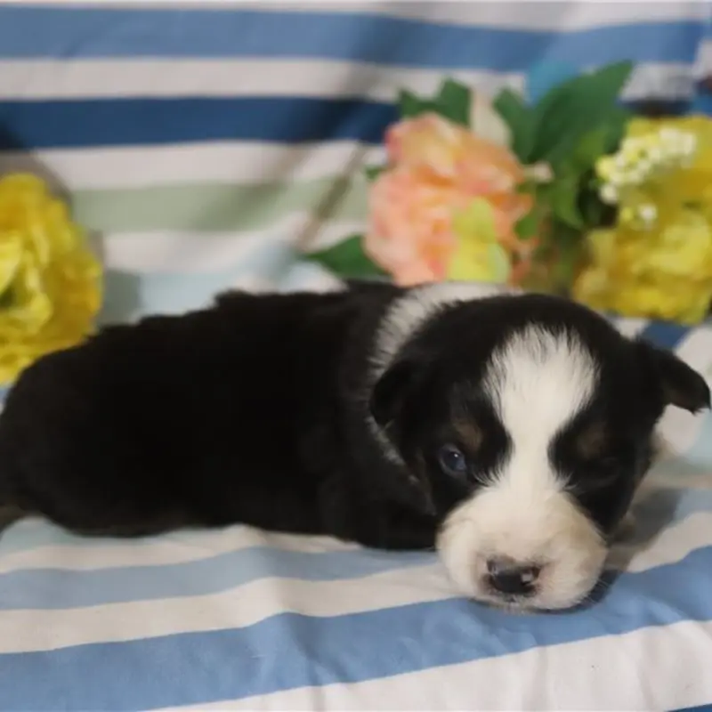 Nevaeh | image 2