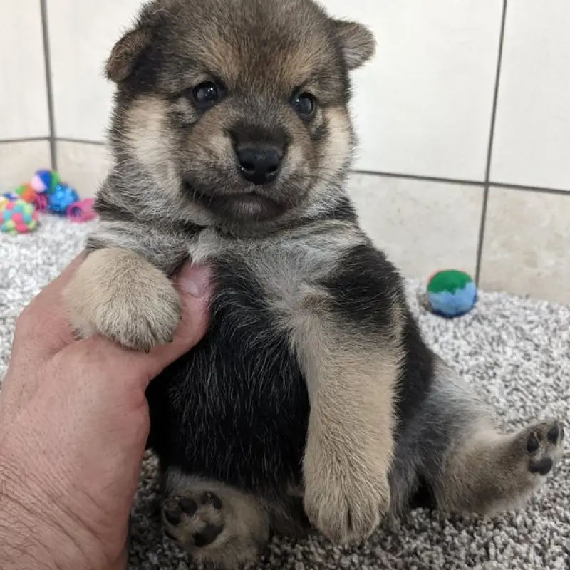 Akio | image 6