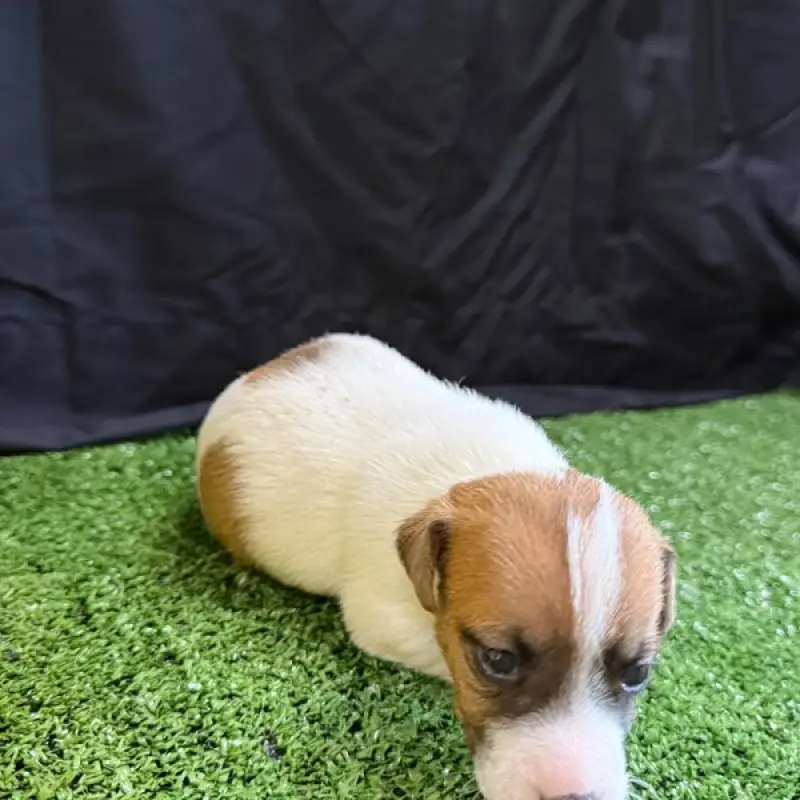 Stella | image 1