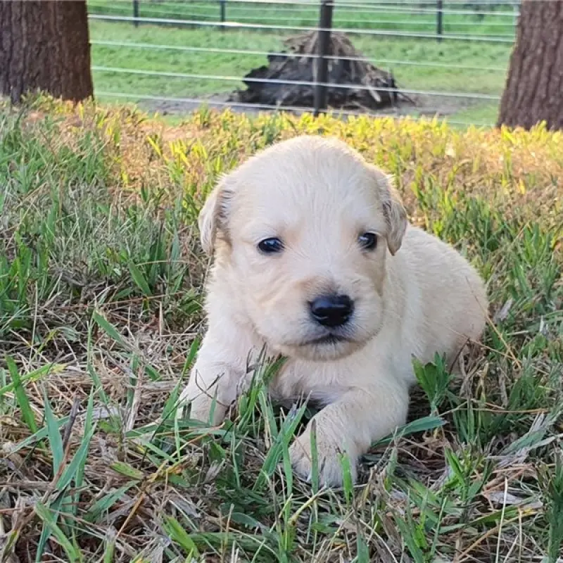 Lennox | image 2