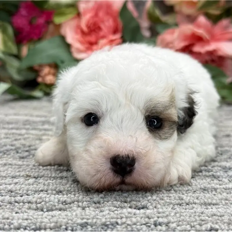 Nico | image 1