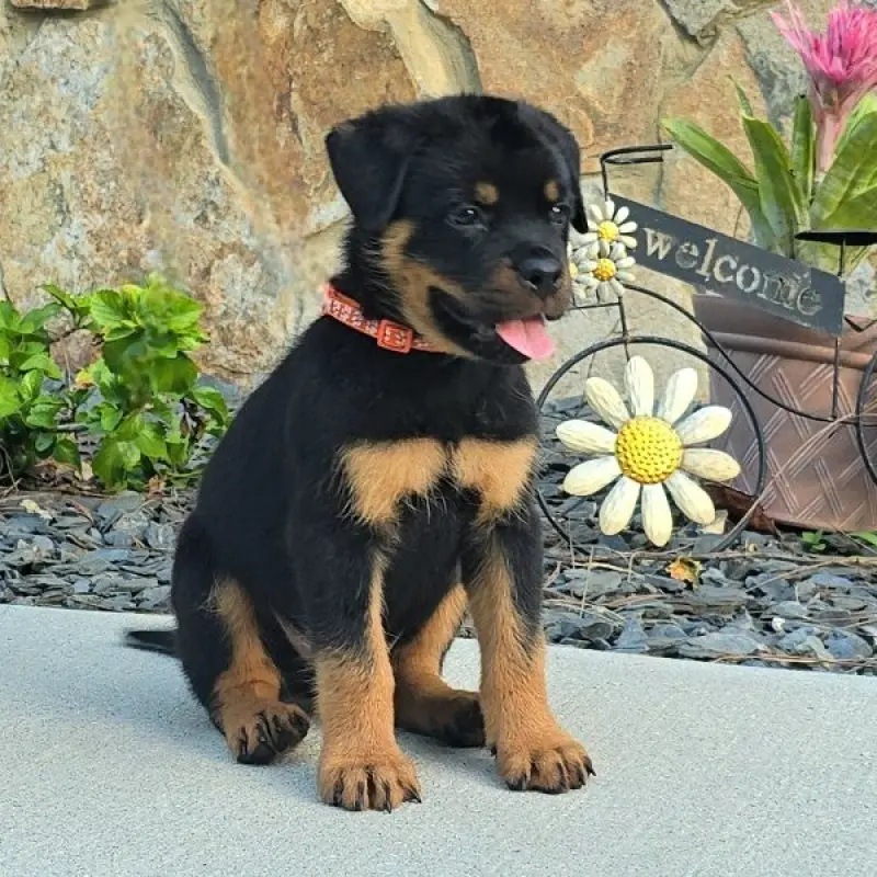 Brock | image 2