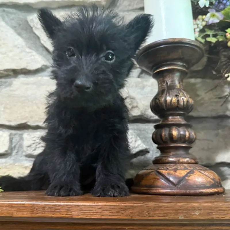Blair | image 2