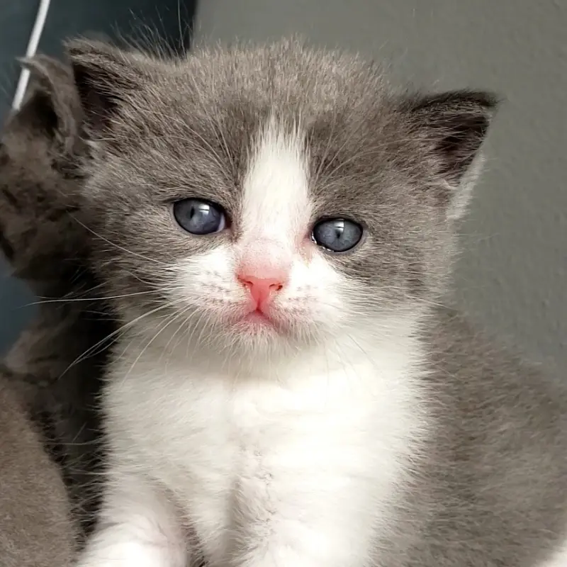 British Shorthair | image 1