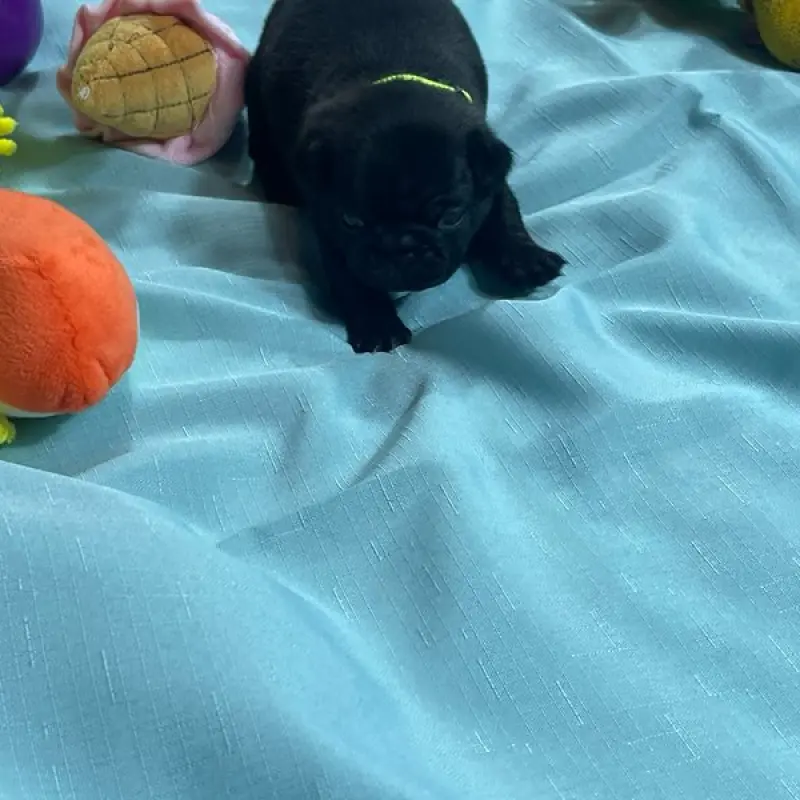 Orla | image 2