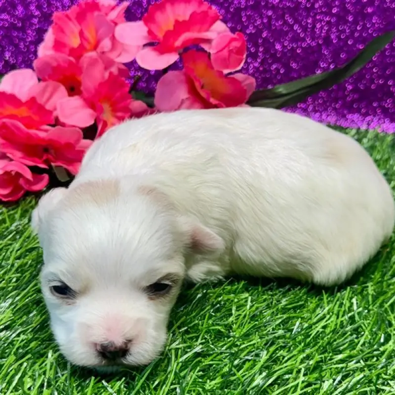 Izzy | image 1