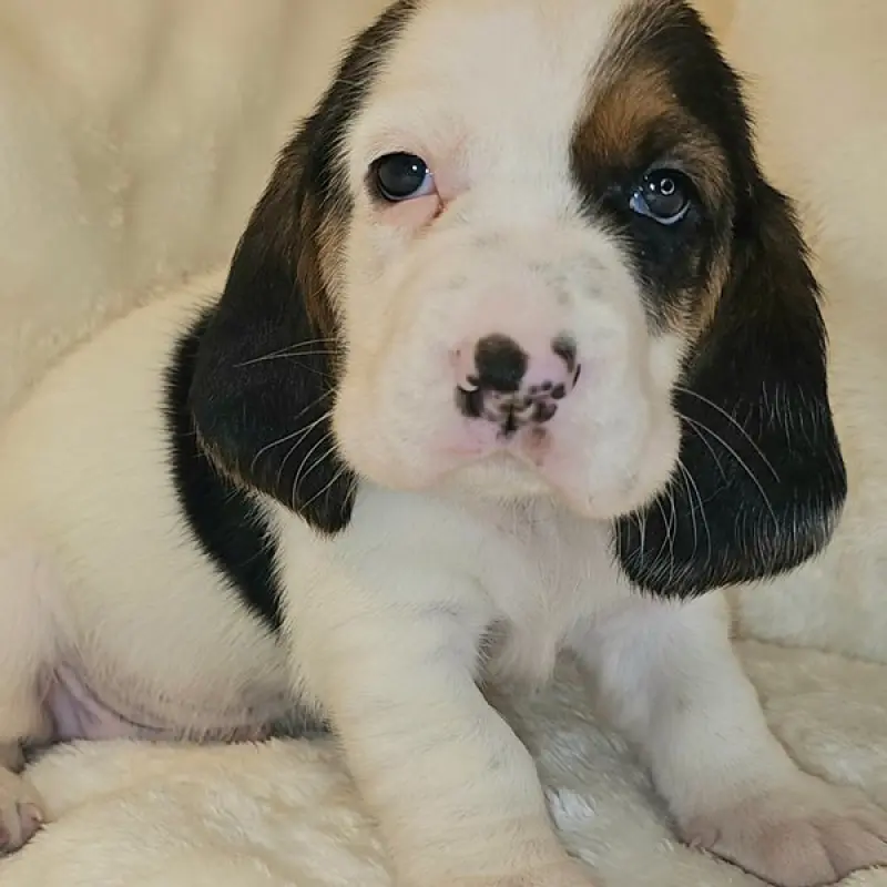 Henry | image 2