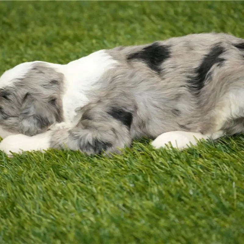 Oscar | image 2