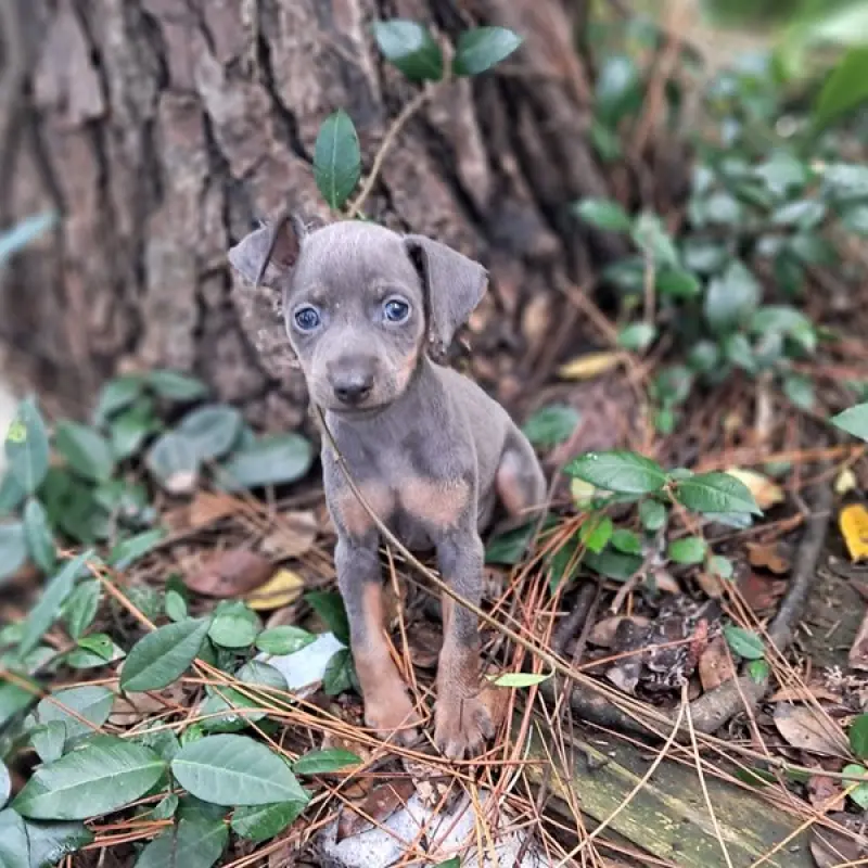 Dusty | image 6