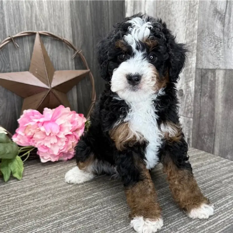Hector | image 2