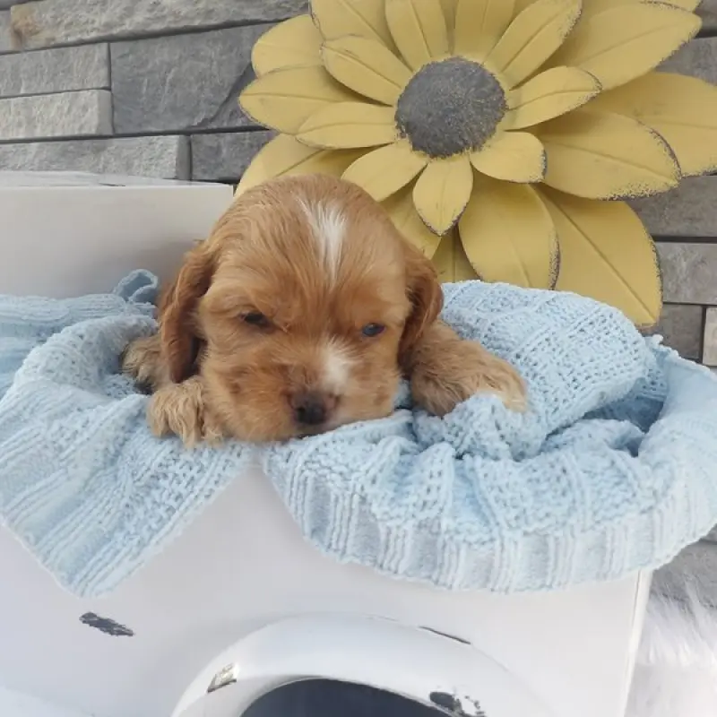 Baxter | image 2