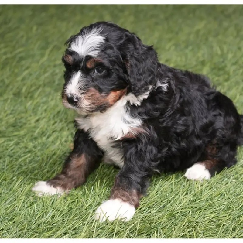 Ralphie | image 2