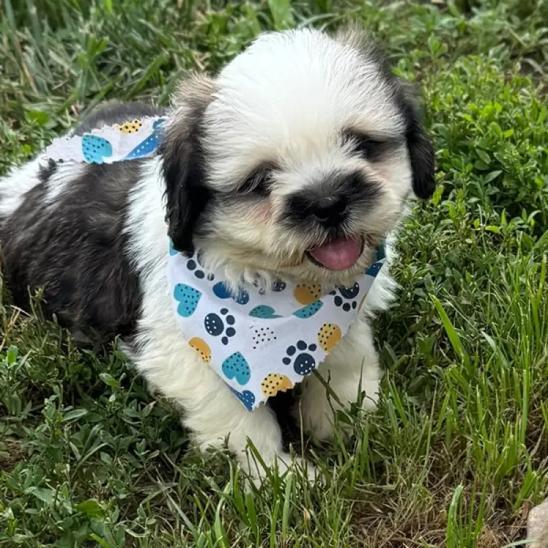 Gary | image 2