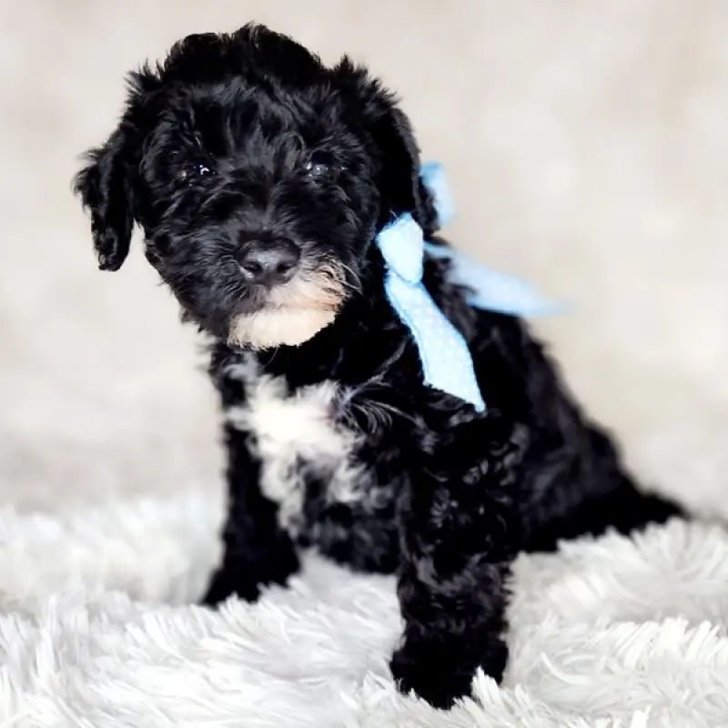 Finn | image 6