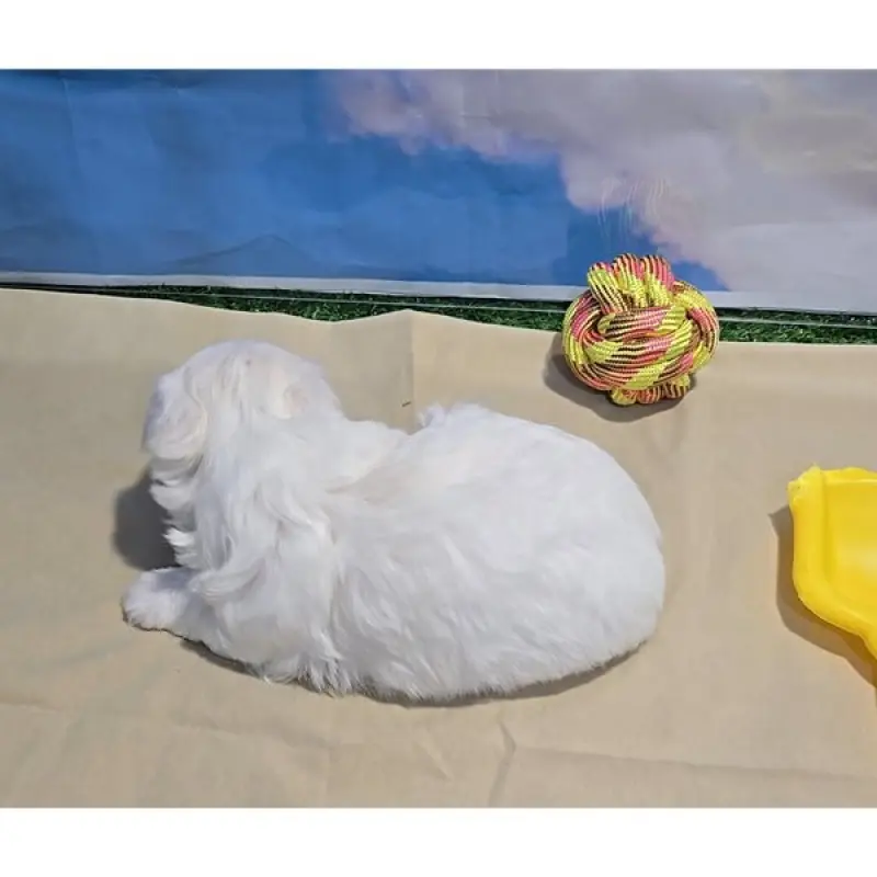 Hugo | image 6