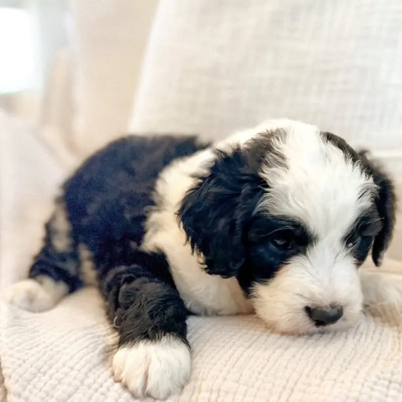 Bastian | image 1