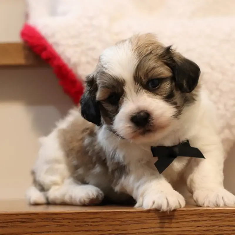 Carter | image 2