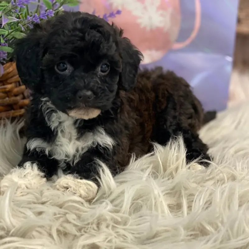 Leah | image 1