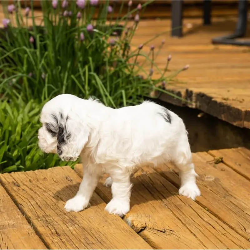 Gracie | image 3