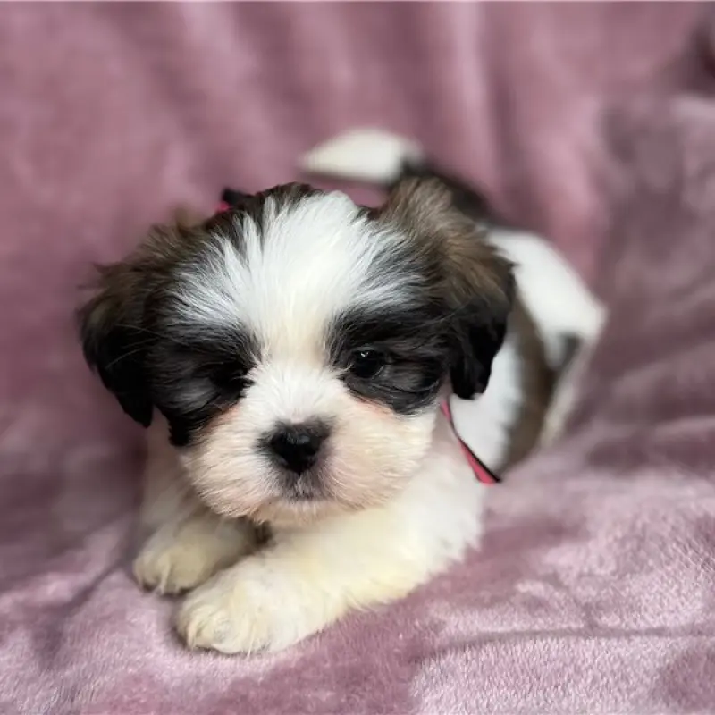 Junebug | image 6