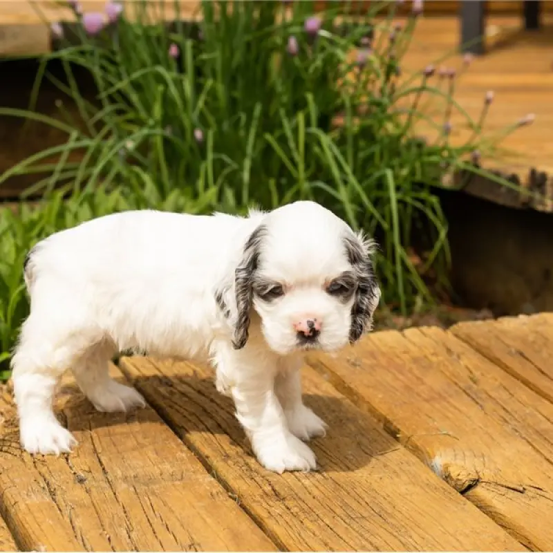 Gracie | image 2