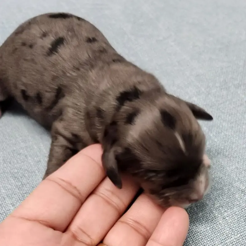 Mousse | image 3