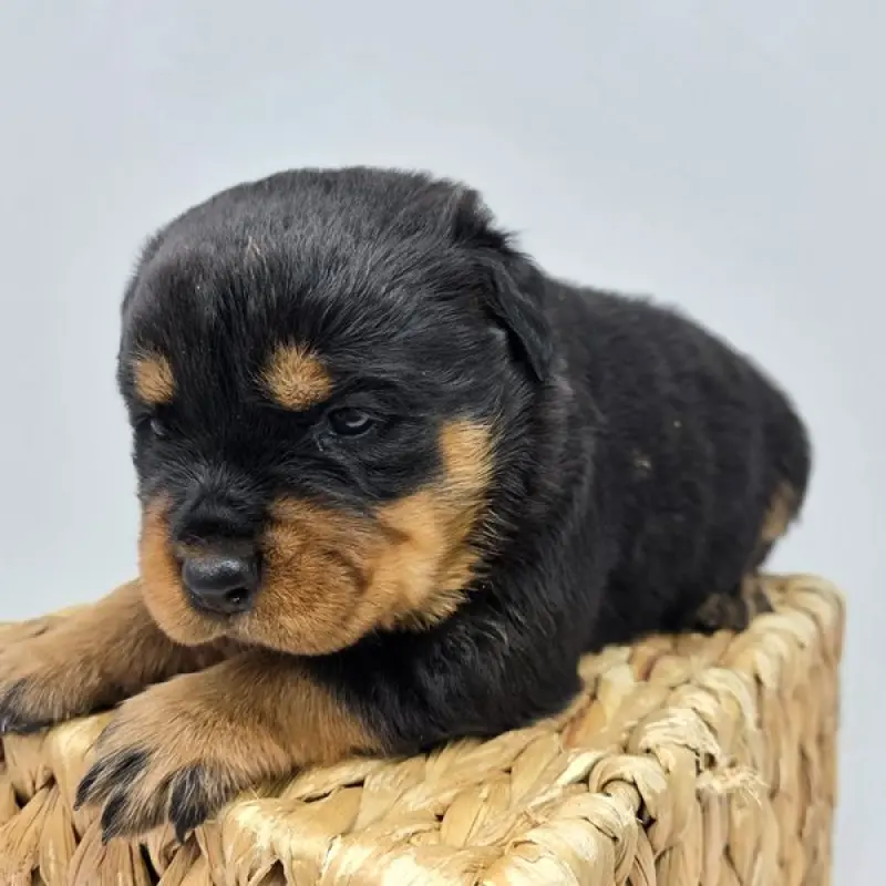 Rylee | image 1