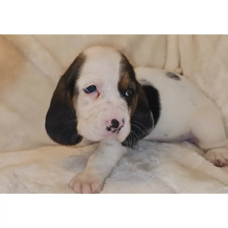Henry | image 4