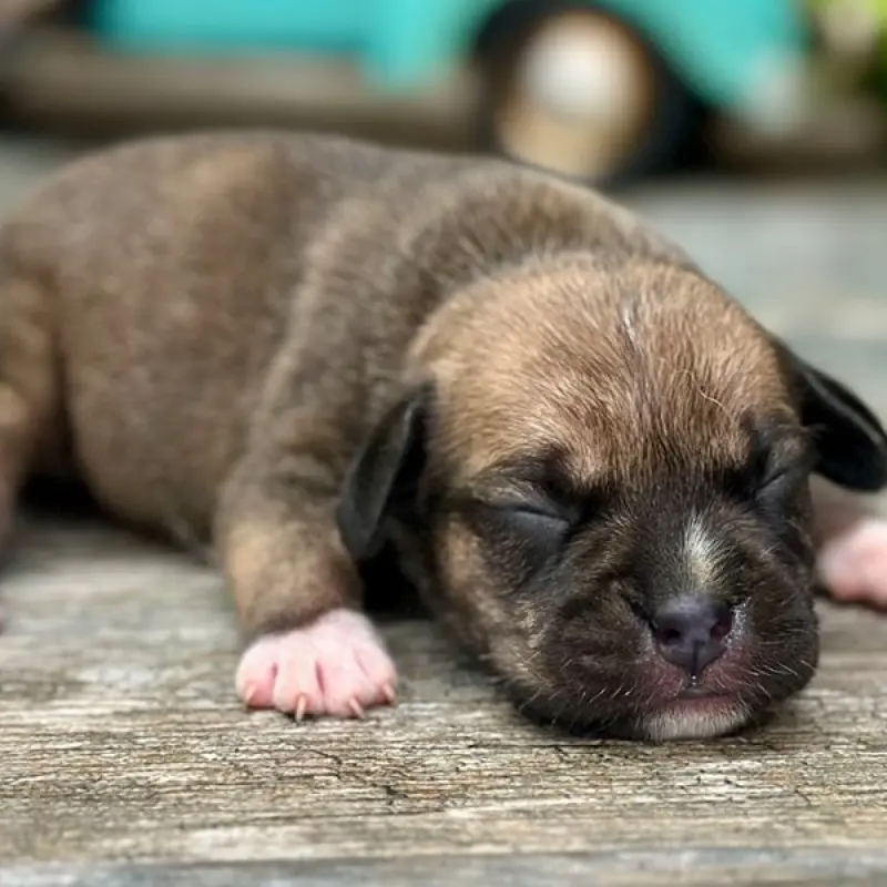 Bo | image 3