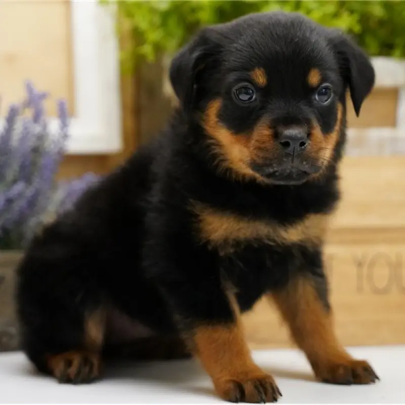 Kaylee | image 9