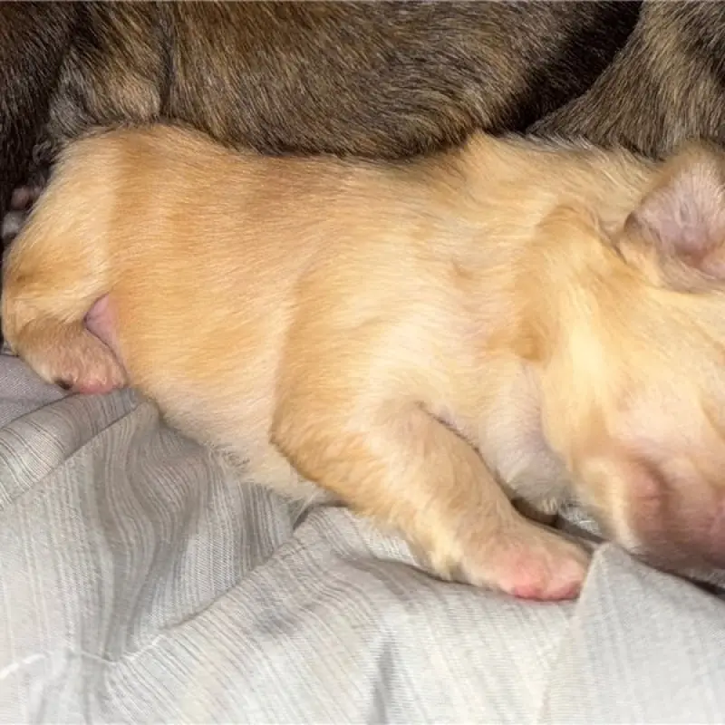 Caramel | image 2