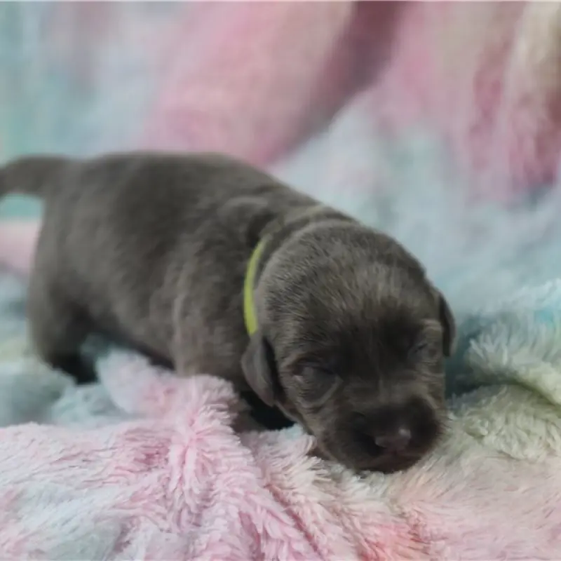 Jenson | image 1