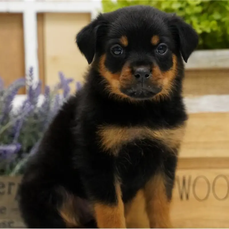 Kaylee | image 8