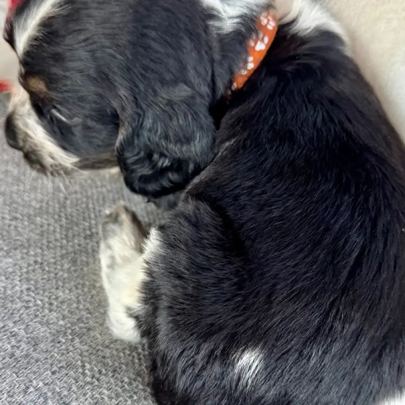 Blake | image 2