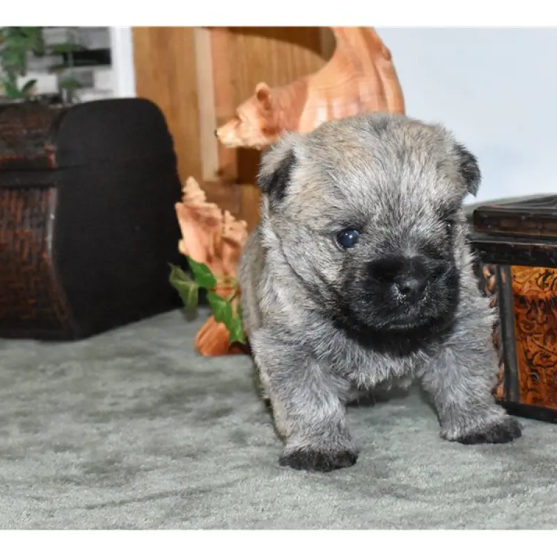 Theodore | image 2