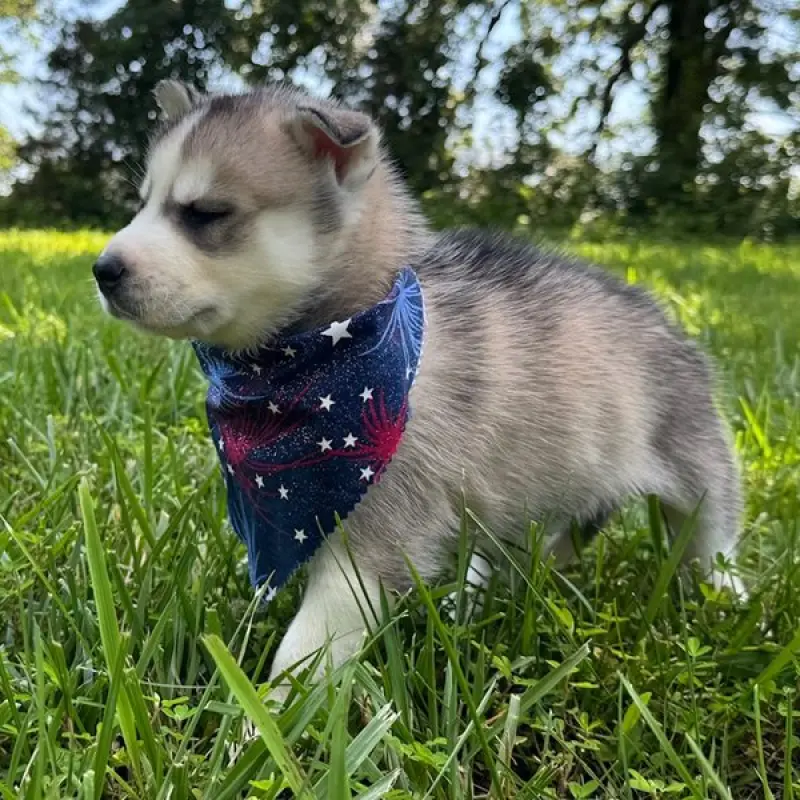Deacon | image 3